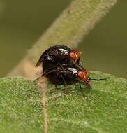 Image of Depressa atrata Malloch 1926