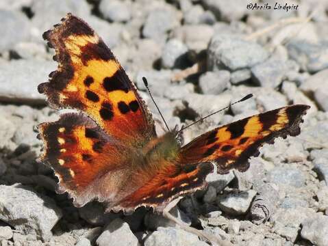 Sivun Polygonia faunus Edwards 1862 kuva