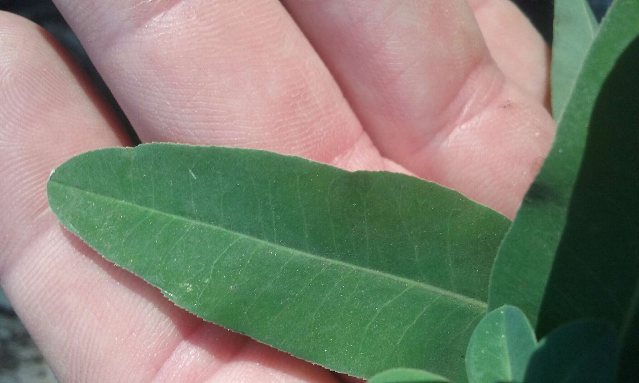 Image of eggleaf spurge