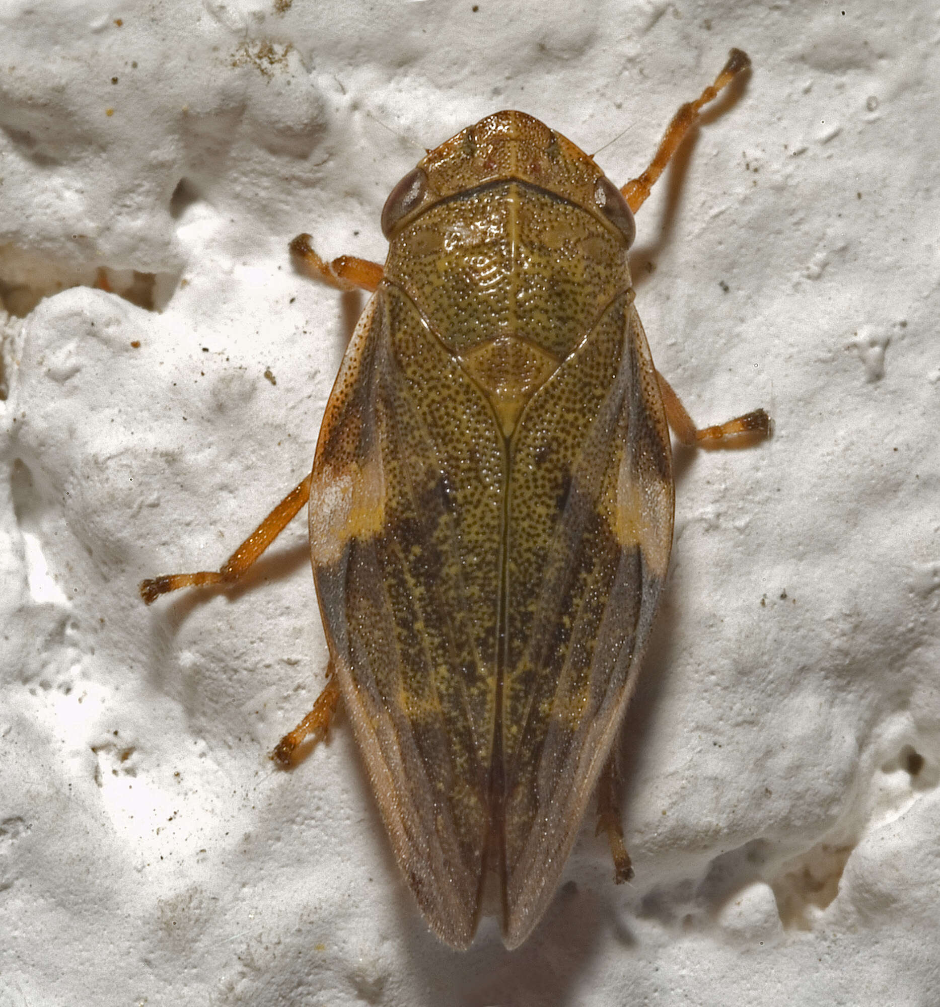 Image of European Alder Spittlebug