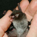 Image of Beelzebub bat