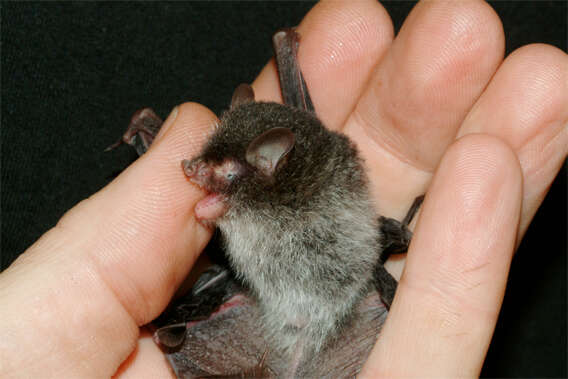 Image of Beelzebub bat