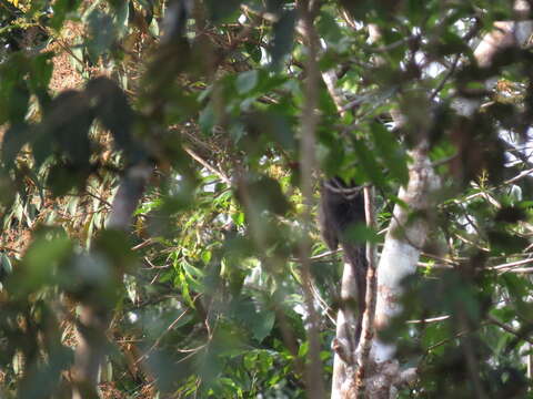 Image of Black Titi