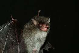 Image of Beelzebub bat