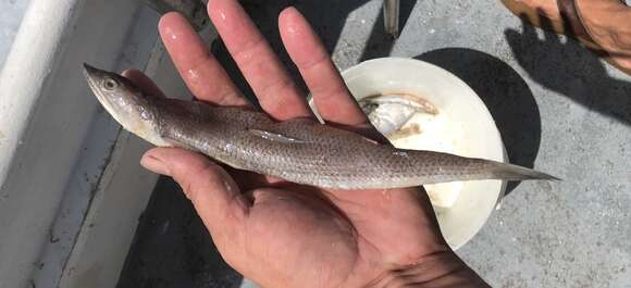 Image of Inshore Lizardfish