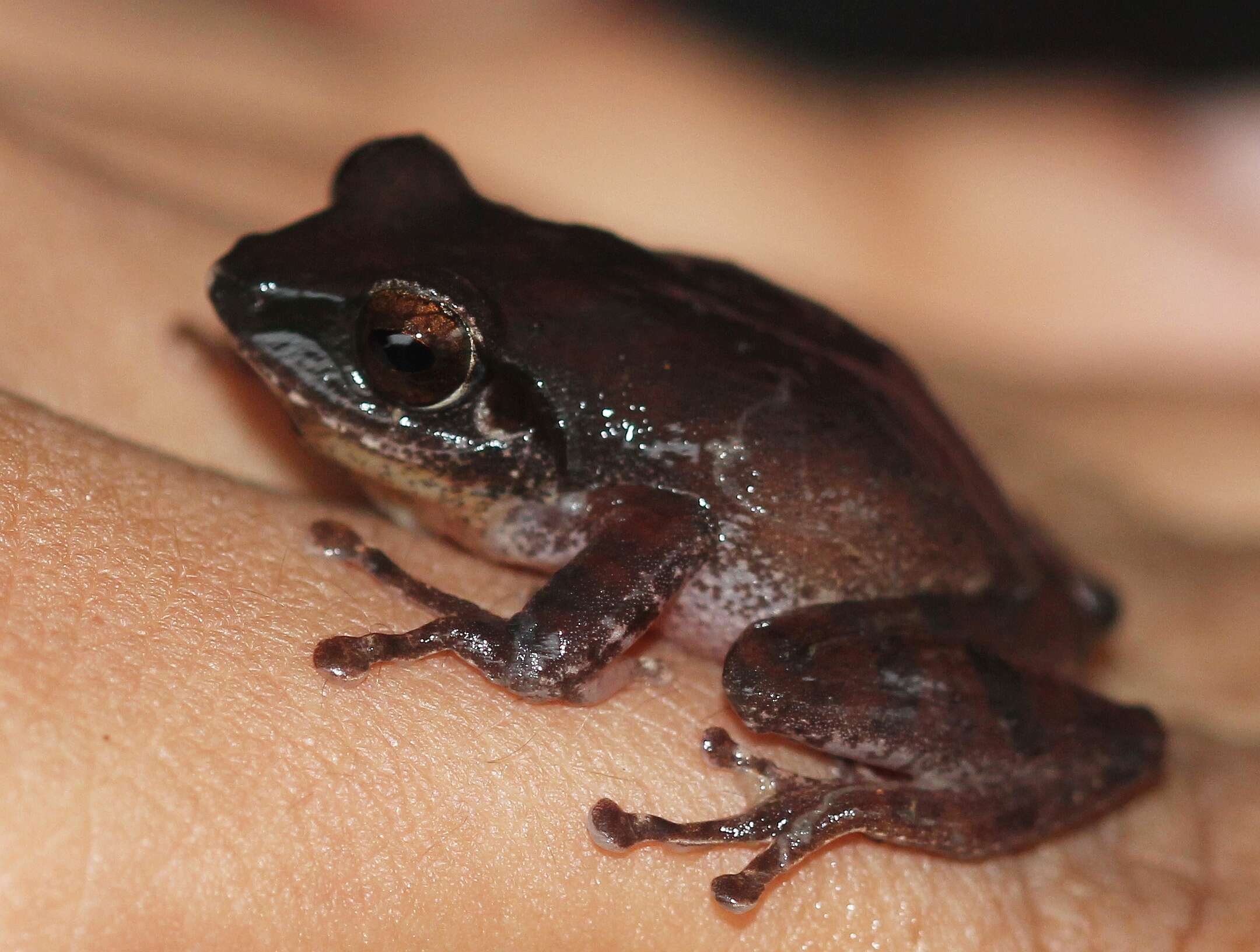 Image of Pseudophilautus amboli (Biju & Bossuyt 2009)