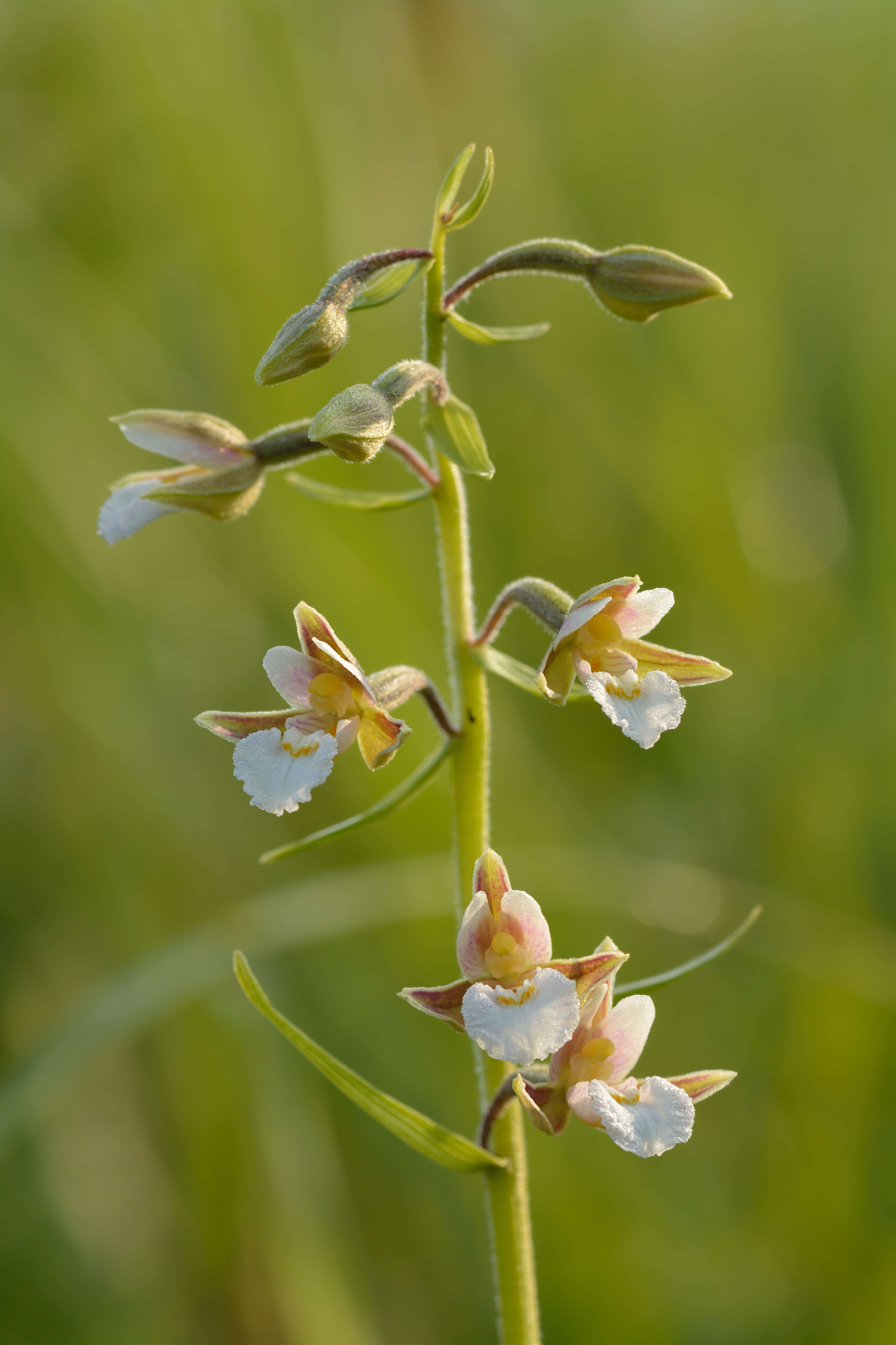 Imagem de Epipactis palustris (L.) Crantz