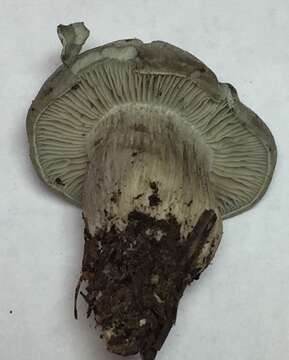 Image of Hygrophorus caeruleus O. K. Mill. 1984