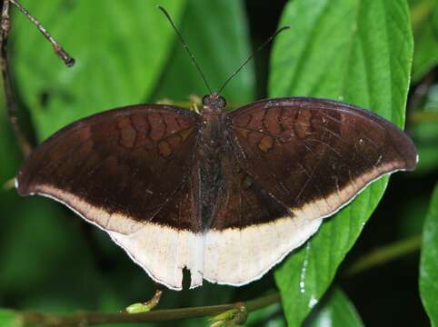 Image of Tanaecia lepidea Butler 1868