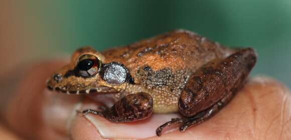 Image of brown leaping frog