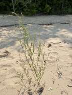 Image of bushy knotweed