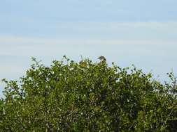 Image of Karoo Prinia