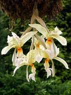 Plancia ëd Stanhopea jenischiana F. Kramer ex Rchb. fil.