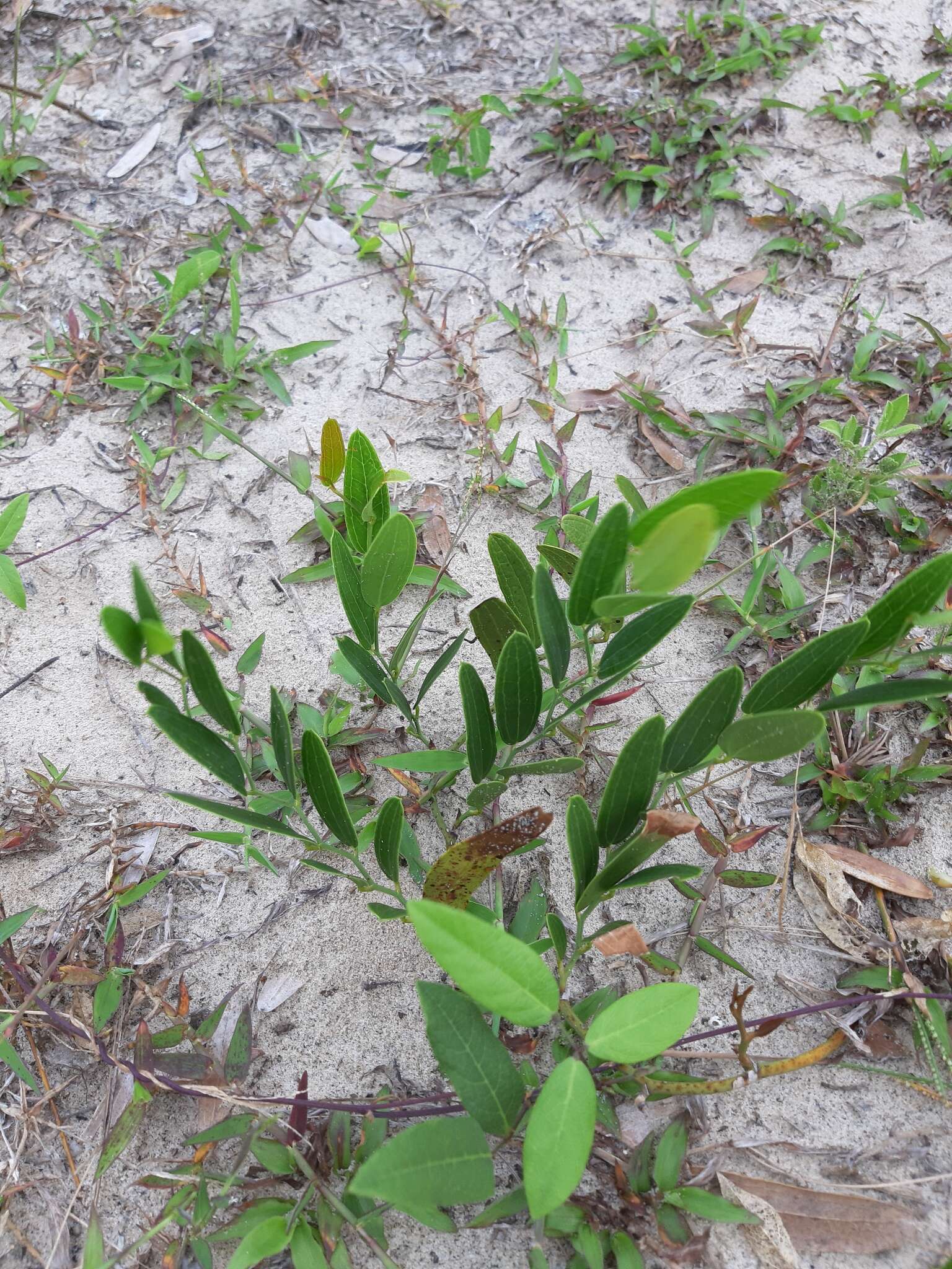 Image of Smilax rufescens Griseb.