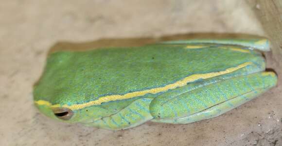 Image of Boulenger's Tree Frog