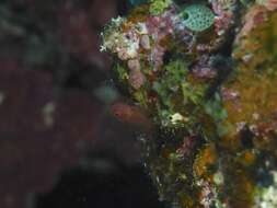 Image of Okinawa dwarfgoby