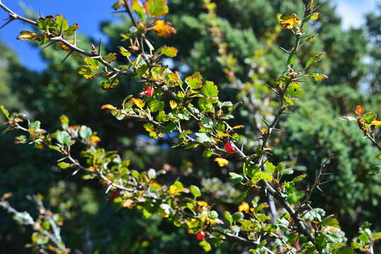 Image of Ribes formosanum Hayata