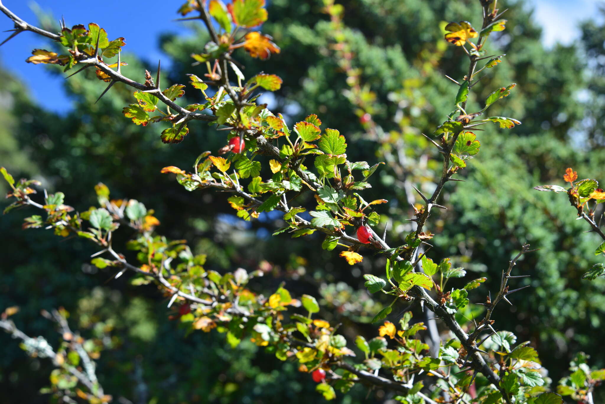 Image of Ribes formosanum Hayata