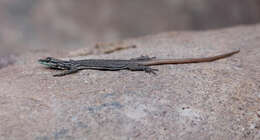 Image of Transvaal Flat Lizard