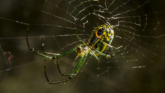 Image of Leucauge venusta (Walckenaer 1841)