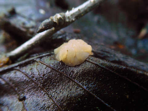 Image of Cudoniella clavus (Alb. & Schwein.) Dennis 1964