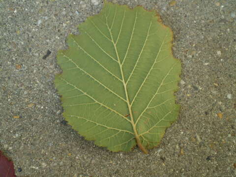 Imagem de Corylus maxima Mill.