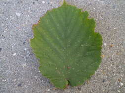 Imagem de Corylus maxima Mill.