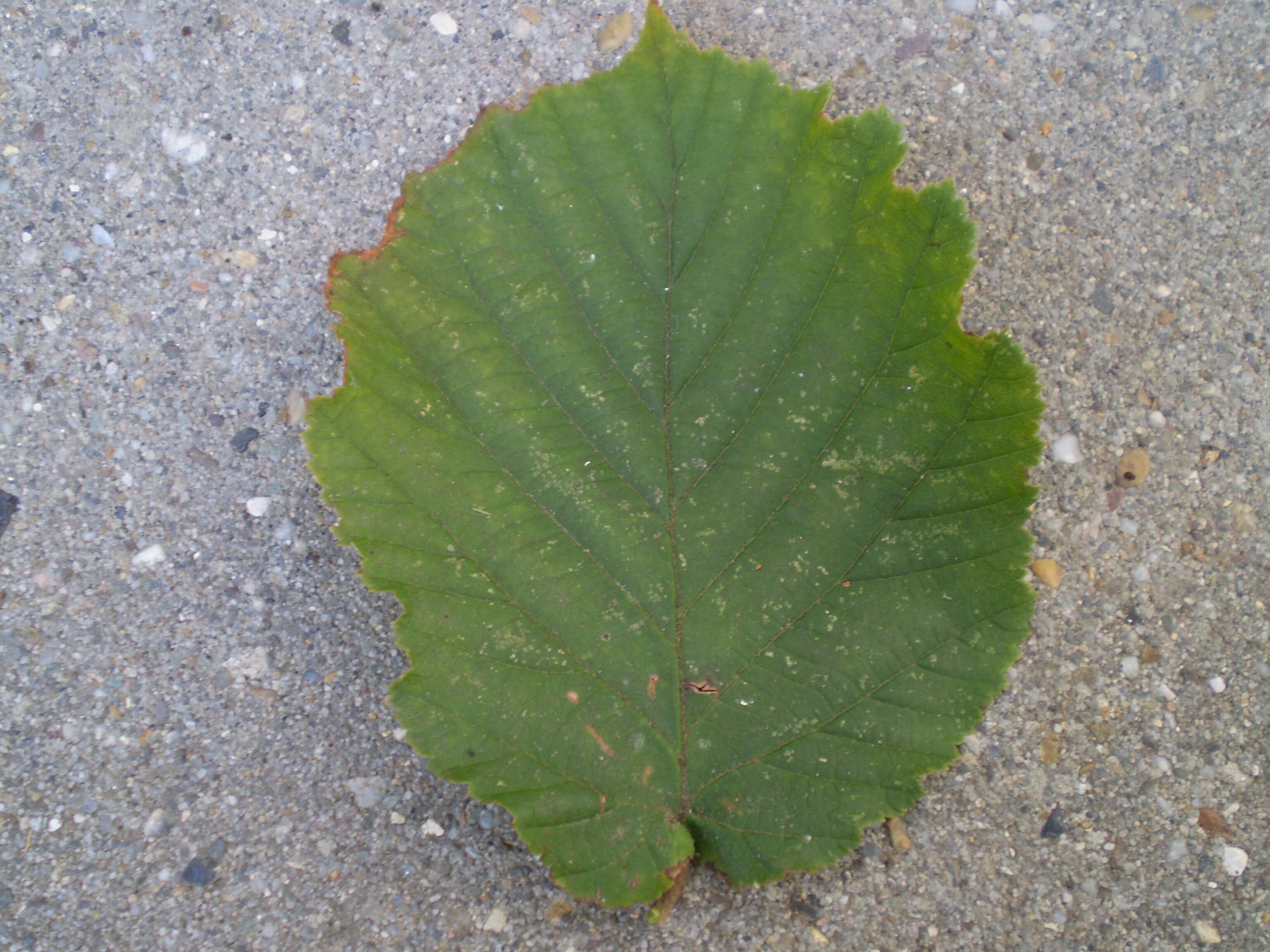 Imagem de Corylus maxima Mill.