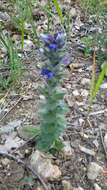 Image of Ajuga orientalis L.