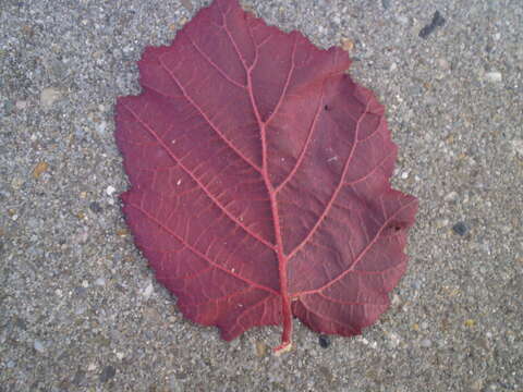 Imagem de Corylus maxima Mill.