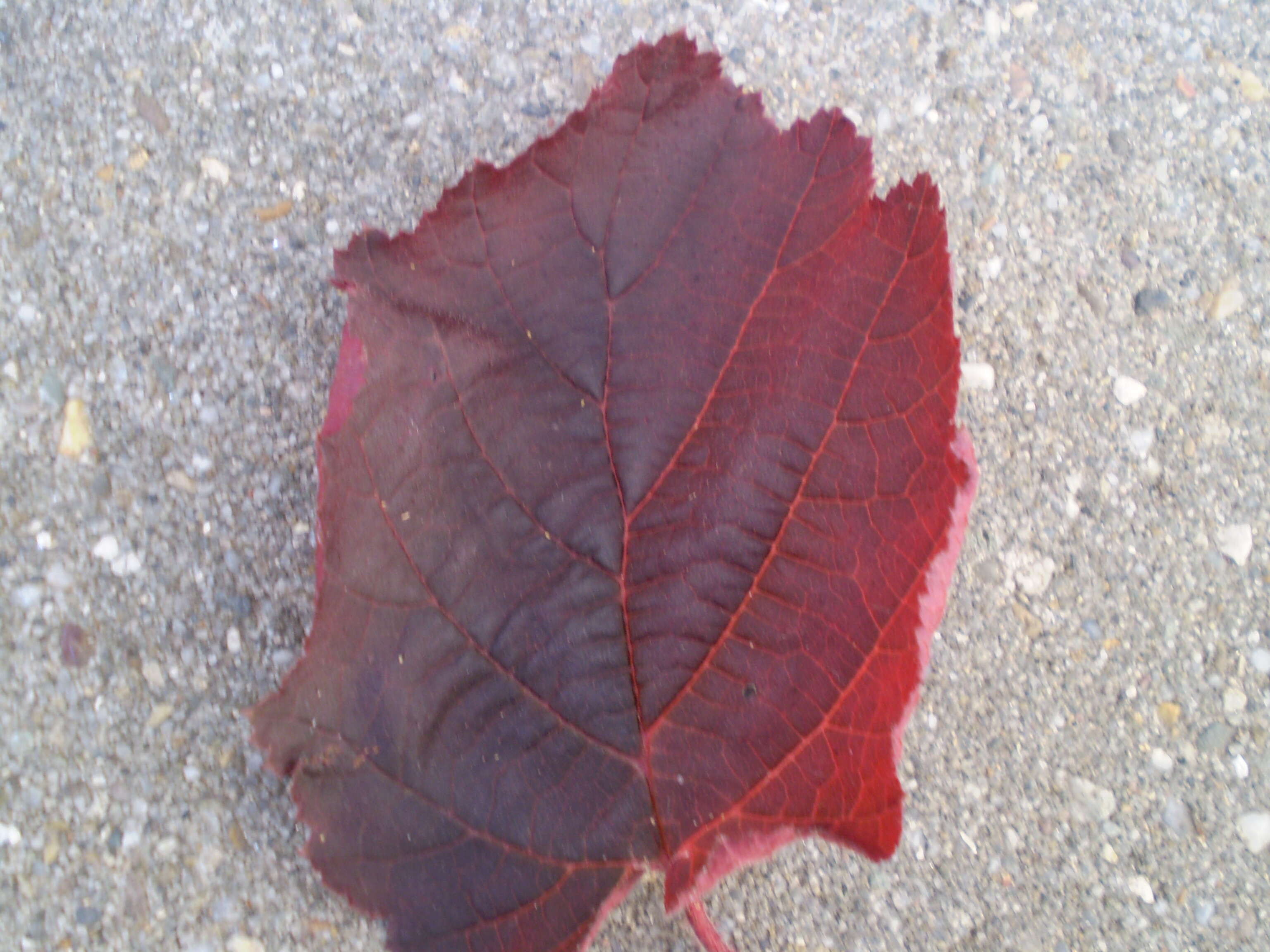 Imagem de Corylus maxima Mill.