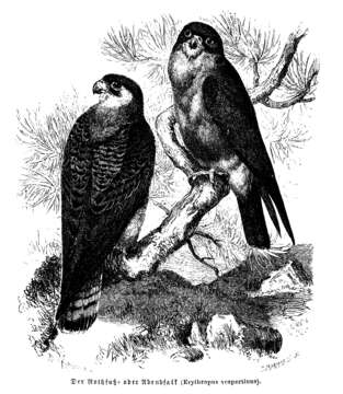 Image of Red-footed Falcon