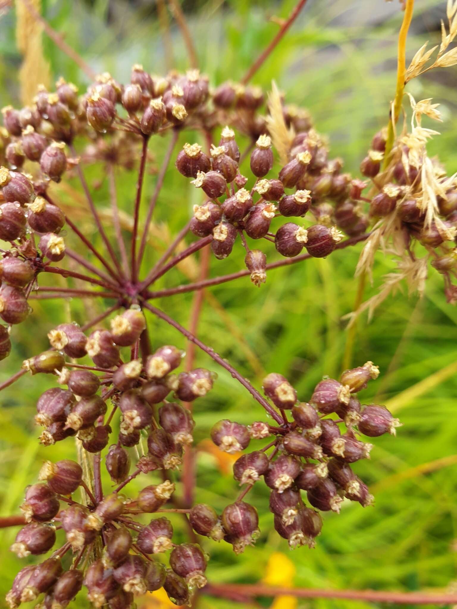 Imagem de Cicuta maculata var. victorinii (Fern.) B. Boivin