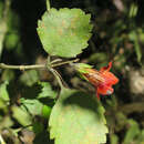 Image de Rhabdothamnus solandri A. Cunn.