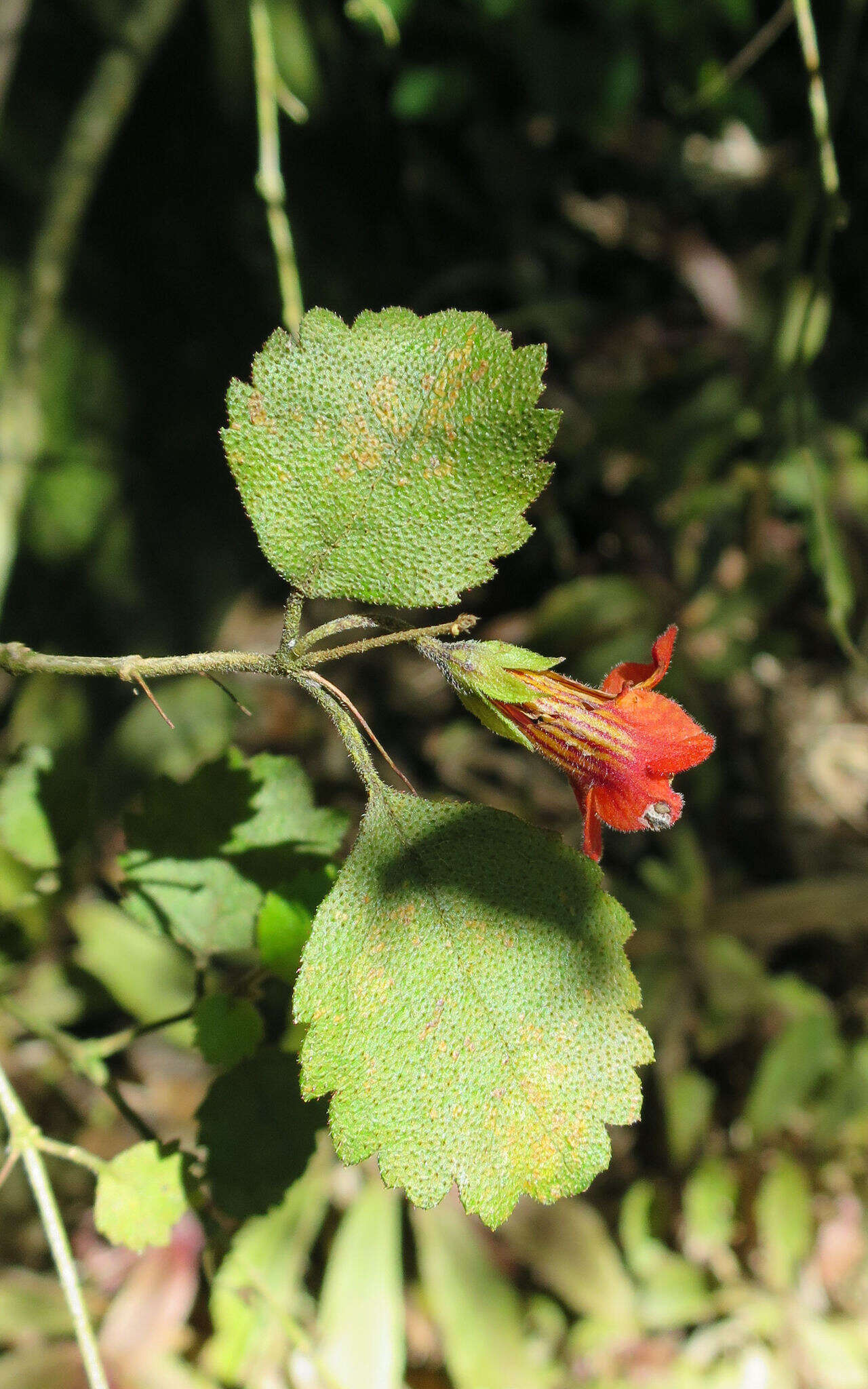 Image of Rhabdothamnus