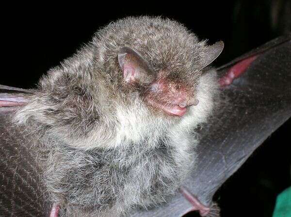 Image of Ashy-gray tube-nosed bat