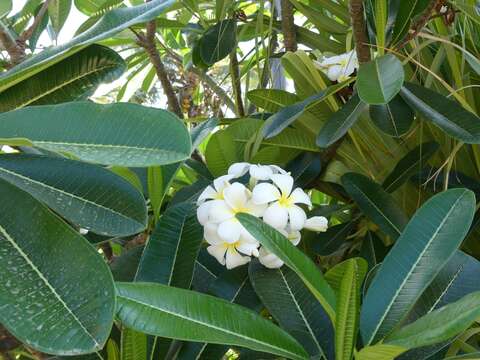 Image of Singapore graveyard flower