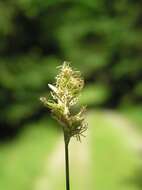 Image of quaking-grass sedge