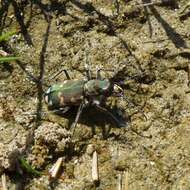 Image of Cicindela (Cicindela) hybrida hybrida Linnaeus 1758