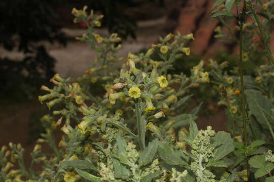 Imagem de Nicotiana rustica L.