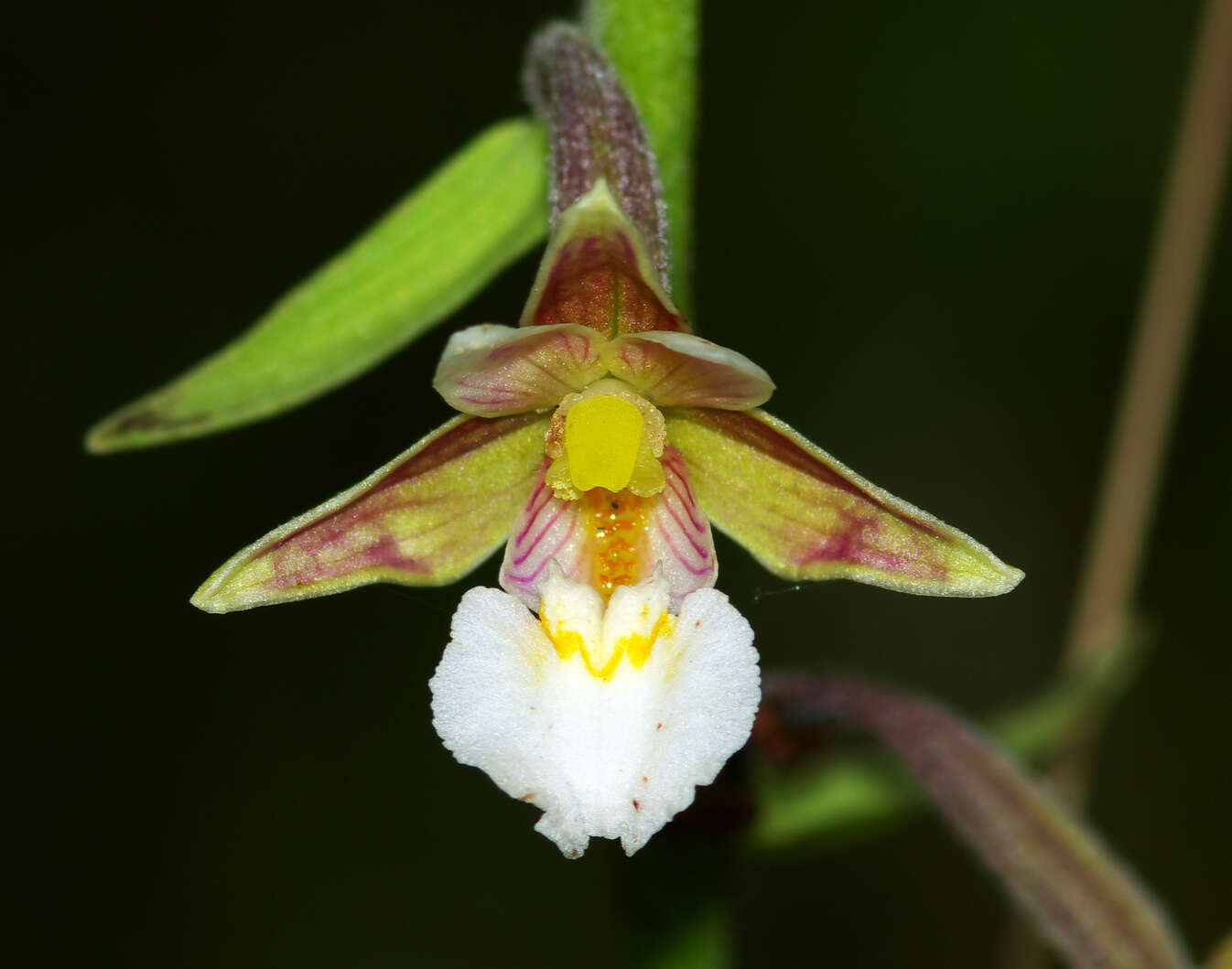 Imagem de Epipactis palustris (L.) Crantz