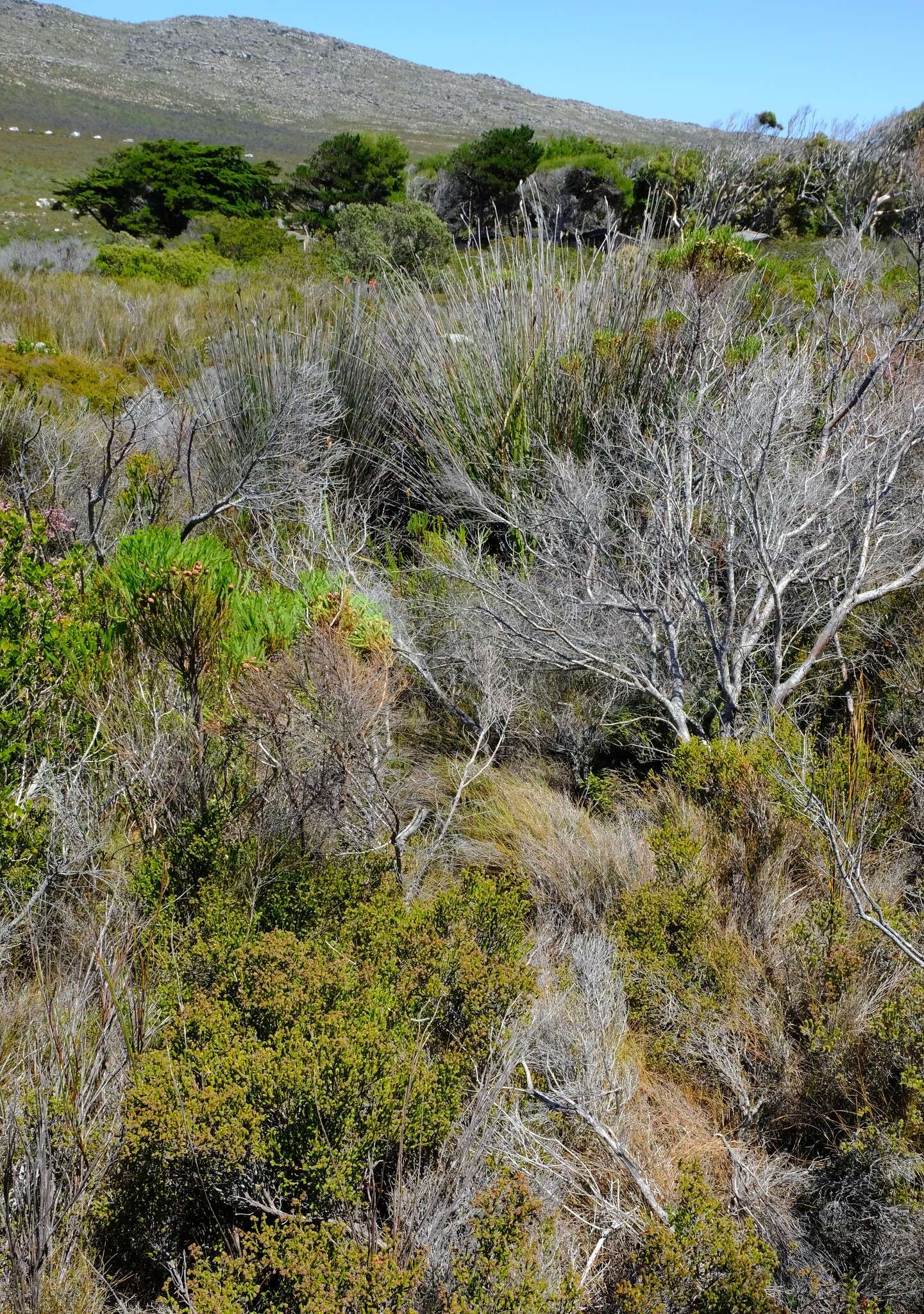 Image of Anthochortus capensis Esterh.