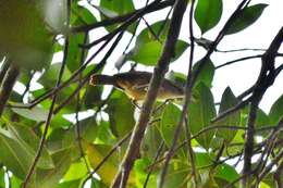 Image of Buff-breasted Wren