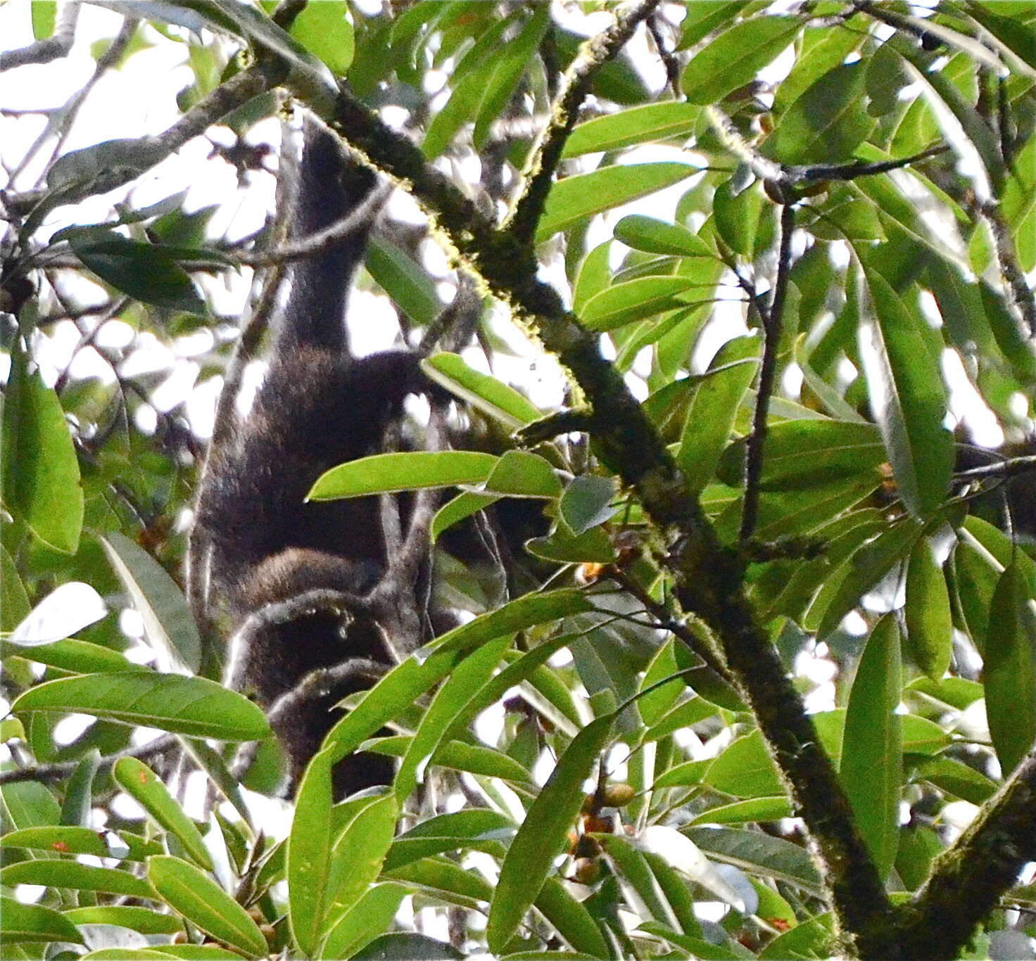 صورة Arctictis binturong binturong (Raffles 1821)