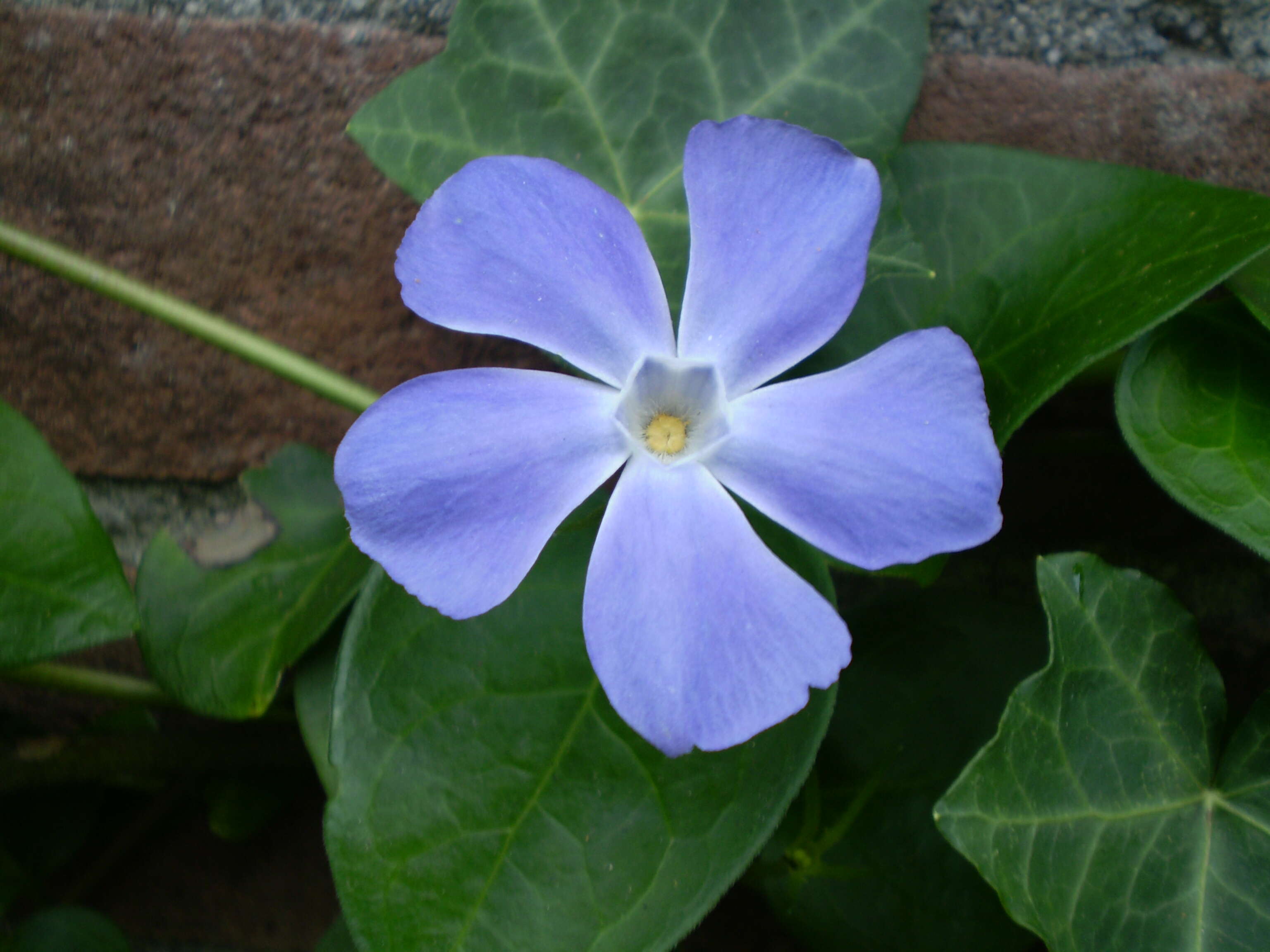 Image of Greater Periwinkle