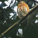 Image of Guatemalan Pygmy Owl