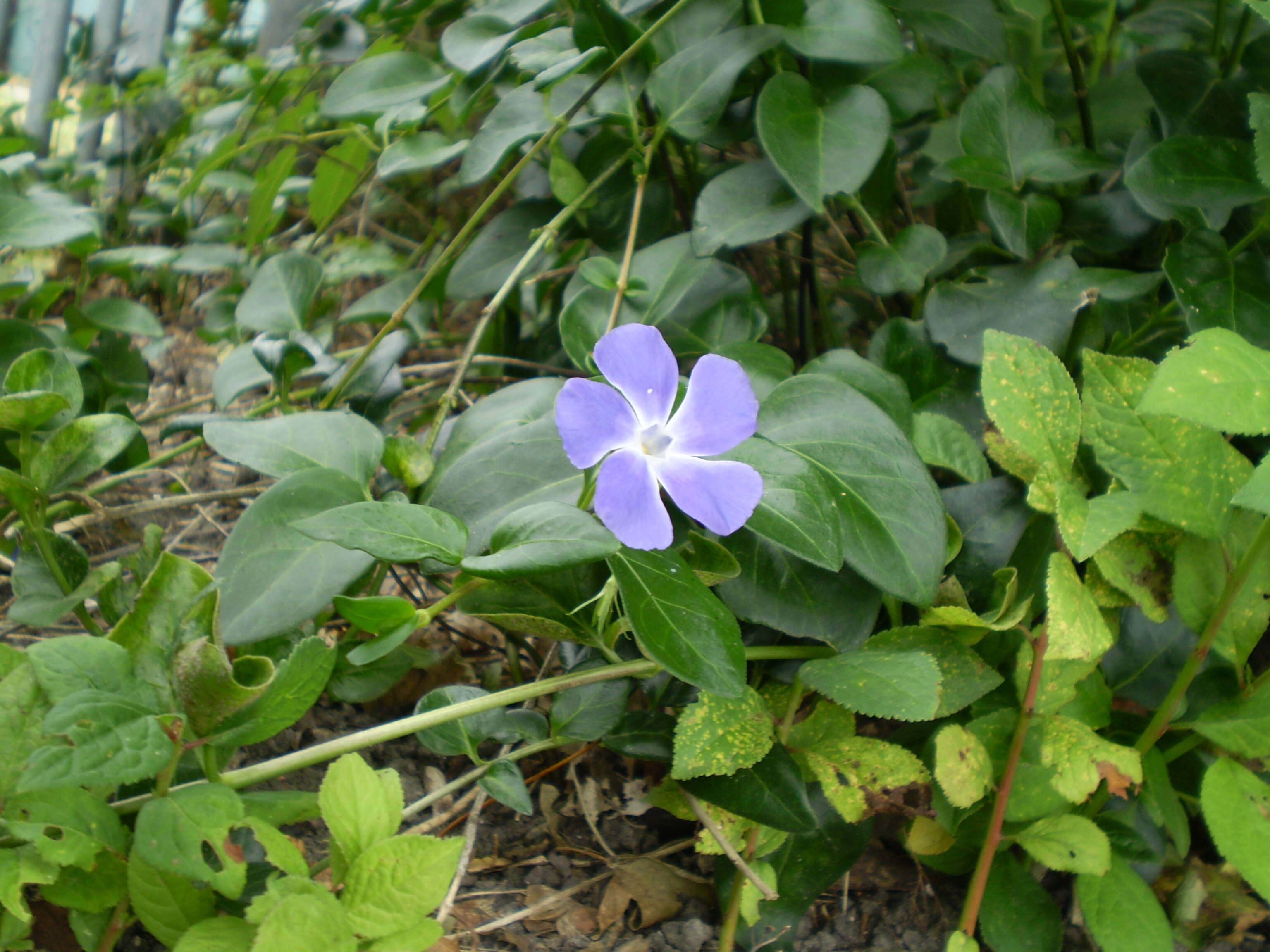 Image of Greater Periwinkle