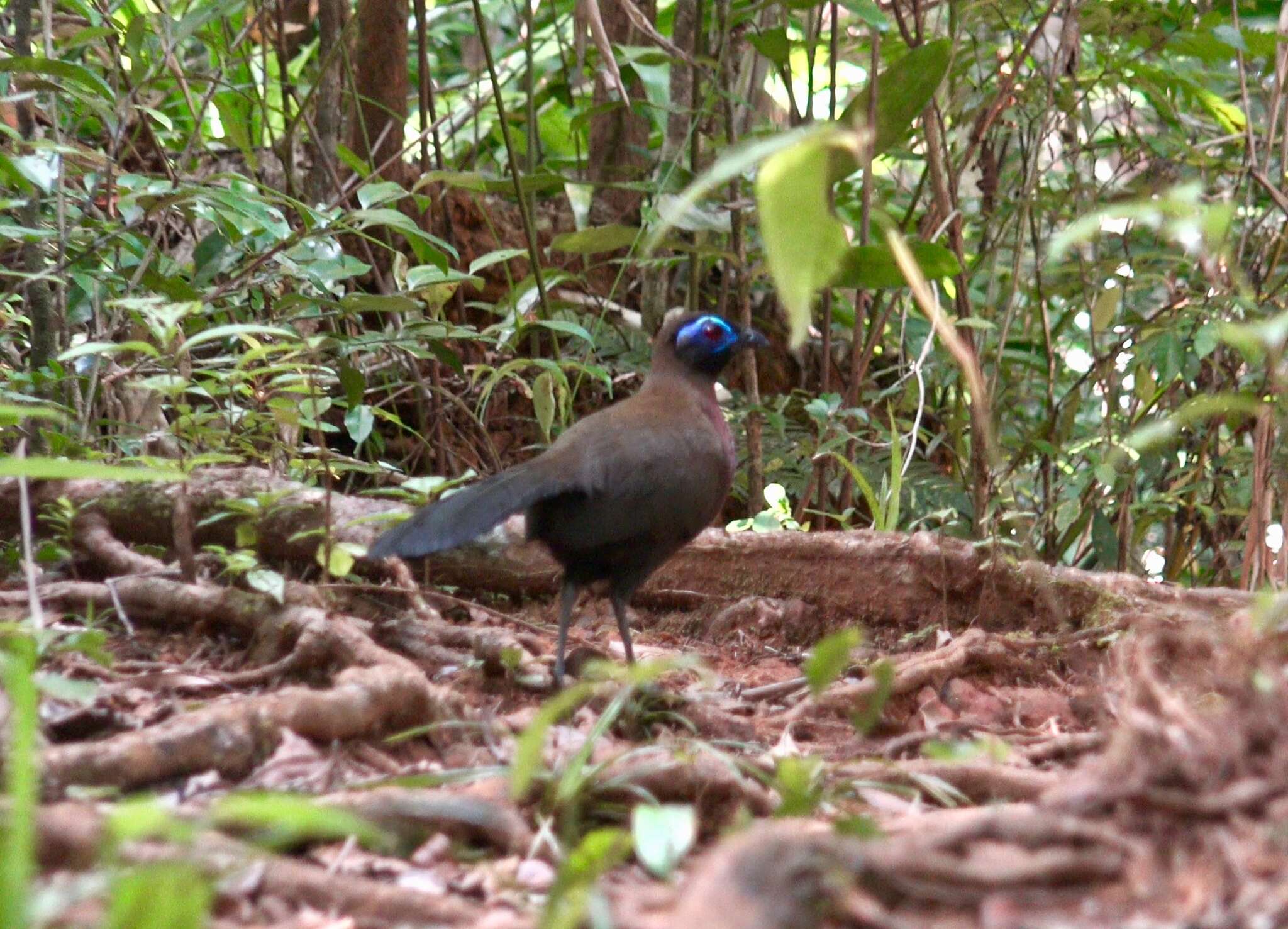 Image of Red-breasted Coua