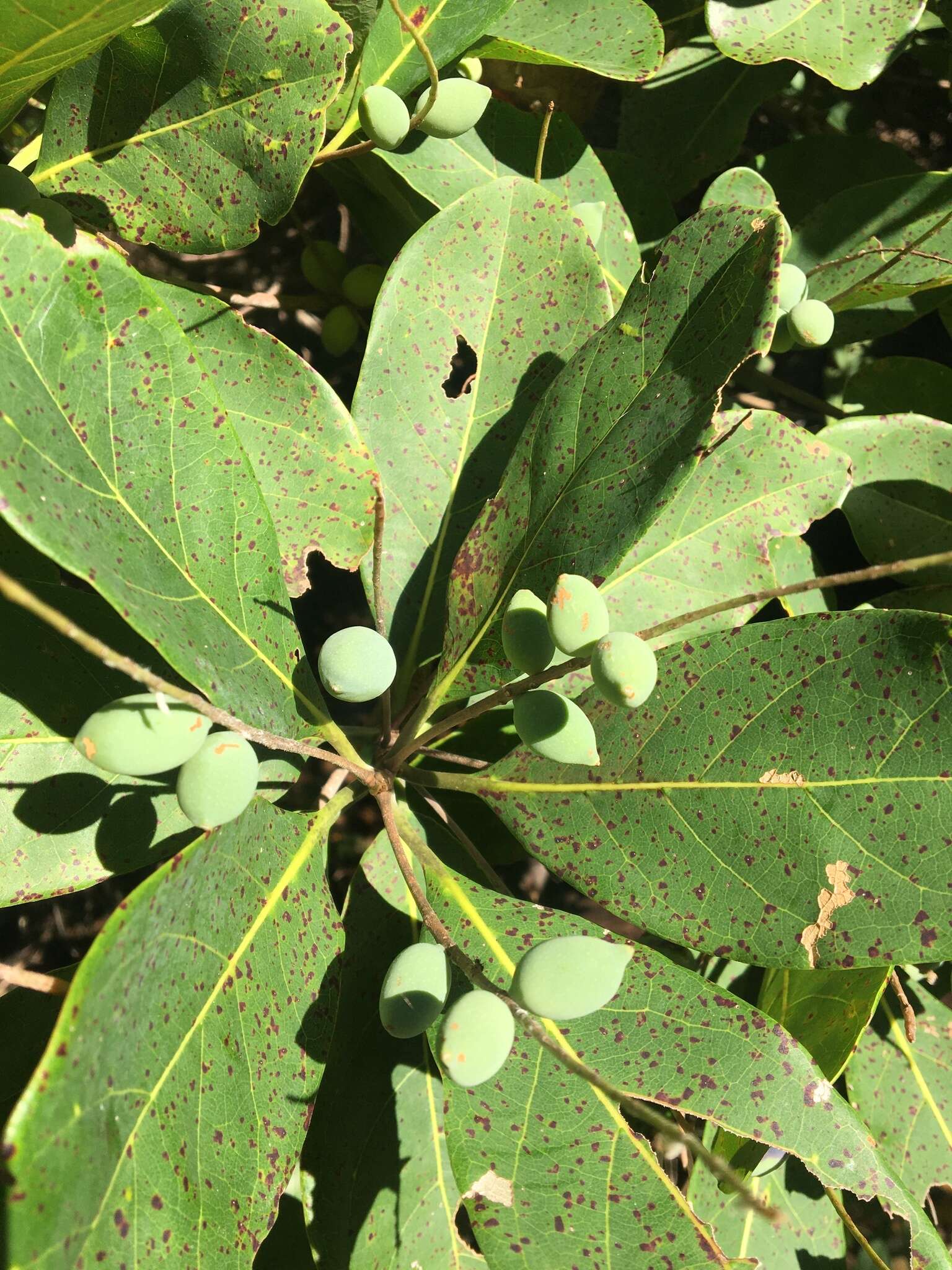 Image of Australian almond