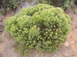 Image of Leucadendron coniferum (Thunb.) Meissn.